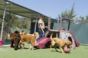 Dog Grooming Needed at Boarding Kennels