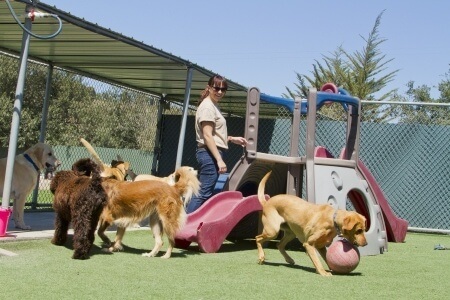 Dog Grooming - Kennels