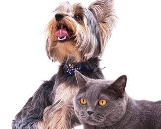 Dog and Cat Grooming Cost