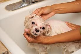getting your pet to take bath