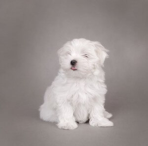 Groomed Maltese Puppy