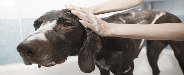 Can I Use Baby Shampoo On My Dog?
