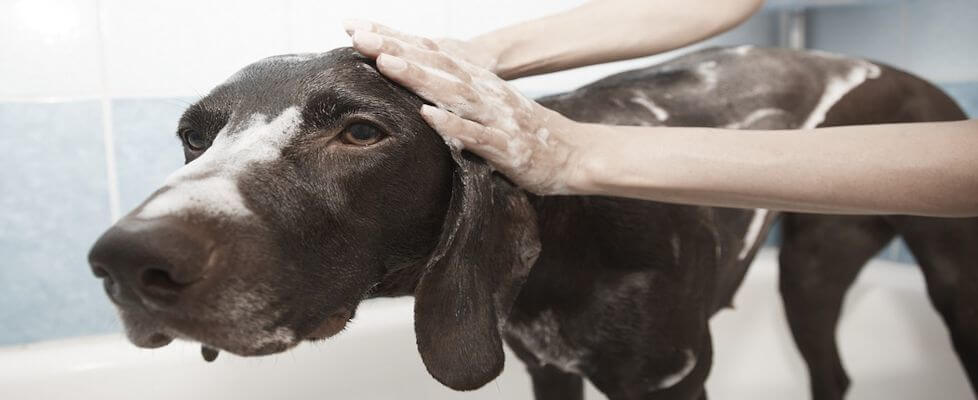 Can I Use Baby Shampoo on My Dog or Puppy? Is it safe?